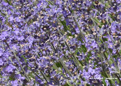 Lavandula angustifolia (Lavendel / Lavande)