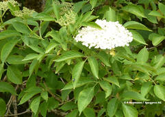 Sambucus nigra (Holunder / Sureau)
