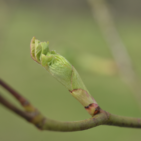 Gemmo Rubus idaeus